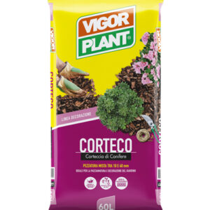 Corteccia