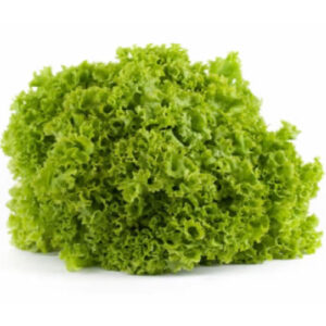 Lattuga Lollo verde